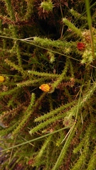 Cullumia reticulata