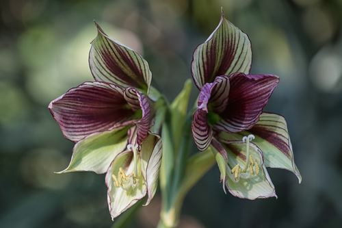 Butterfly Amaryllis (Hippeastrum papilio)
