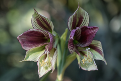 Hippeastrum papilio
