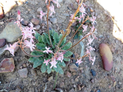 Image of Cyphia incisa by (c) linkie, some rights reserved (CC BY)