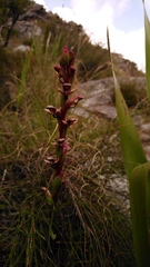 Disa ophrydea