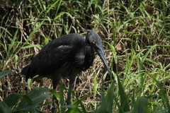 Ardea sumatrana