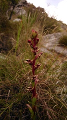 Disa ophrydea