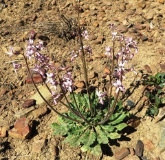 Cyphia bulbosa