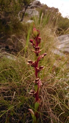 Disa ophrydea