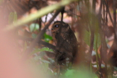 Otus lempiji