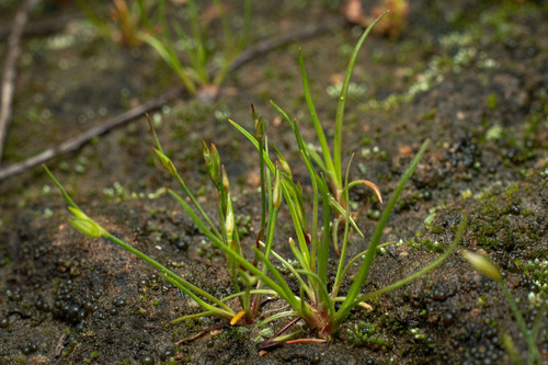 western toad rush (Juncus amuricus)