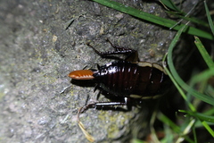 Drymaplaneta semivitta