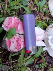 Amanita mutabilis image