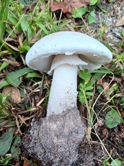 Amanita mutabilis image