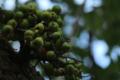 Cyclopsitta diophthalma