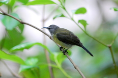 Leptocoma calcostetha