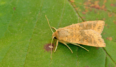 Xanthia gilvago