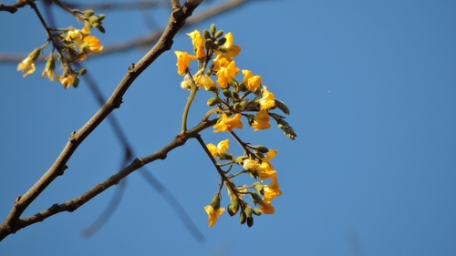Pterocarpus angolensis