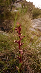 Disa ophrydea