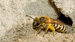 Colletes hederae