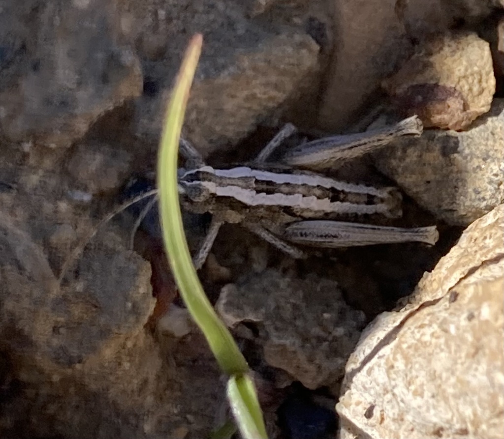 Timberlake's Desert Long-horned Grasshopper