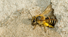 Colletes hederae