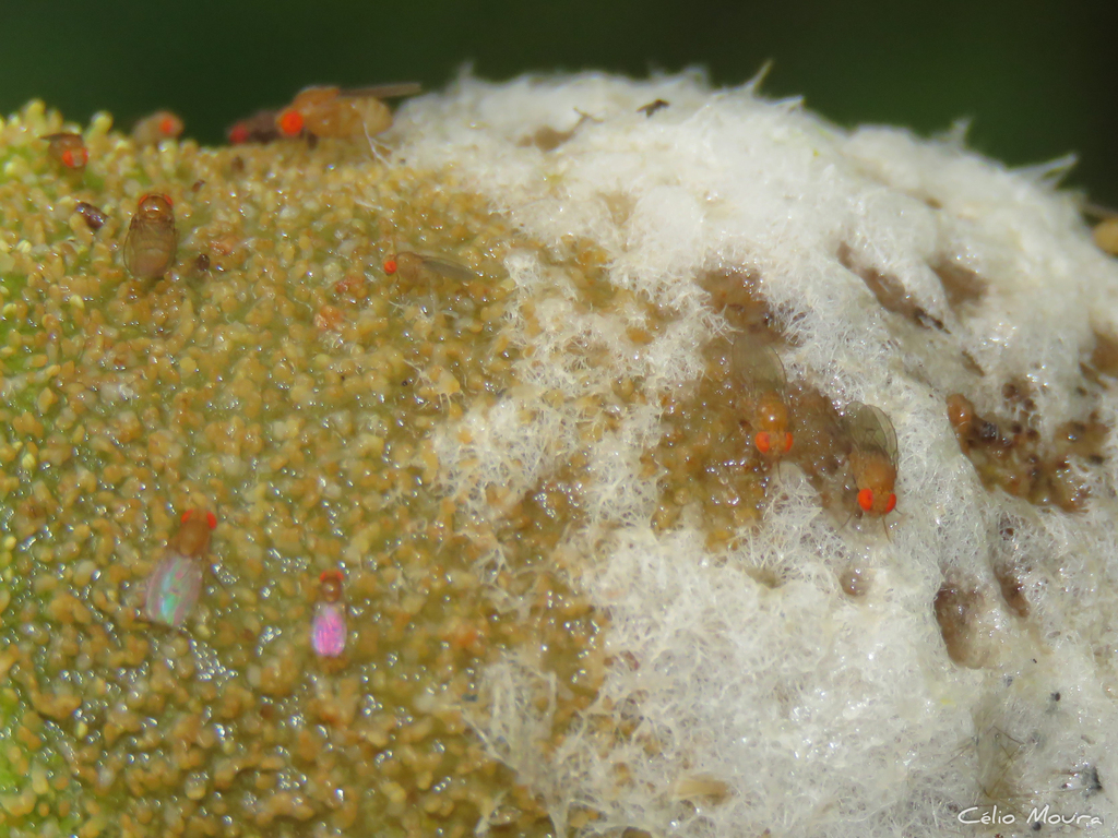 Drosophila nasuta