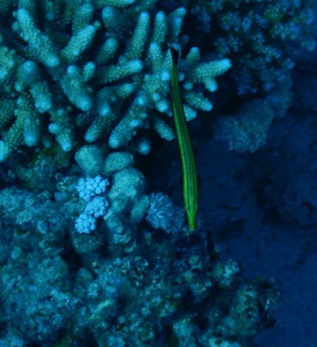 Hologymnosus annulatus