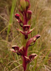 Disa ophrydea