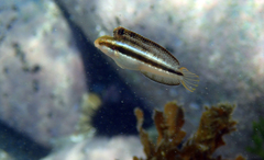 Petroscirtes breviceps