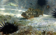 Hexagrammos