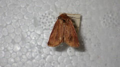 Denticucullus pygmina