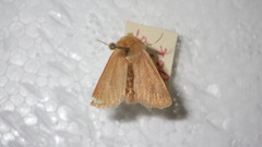 Denticucullus pygmina