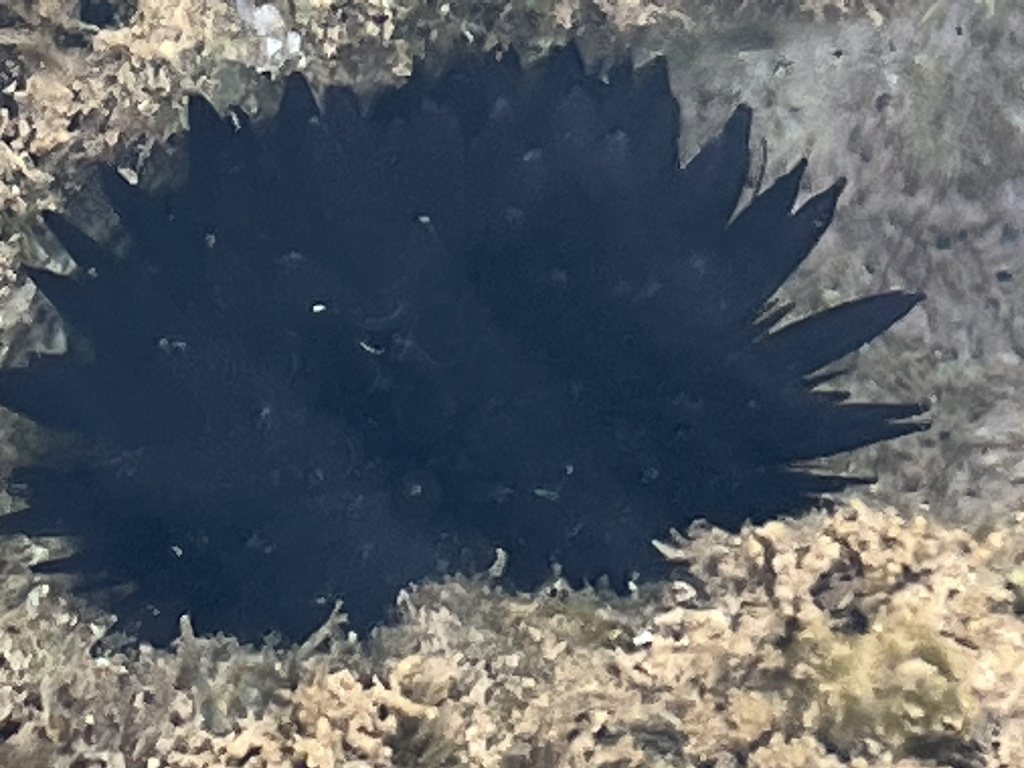 Oblong Sea Urchin