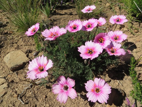 Monsonia speciosa