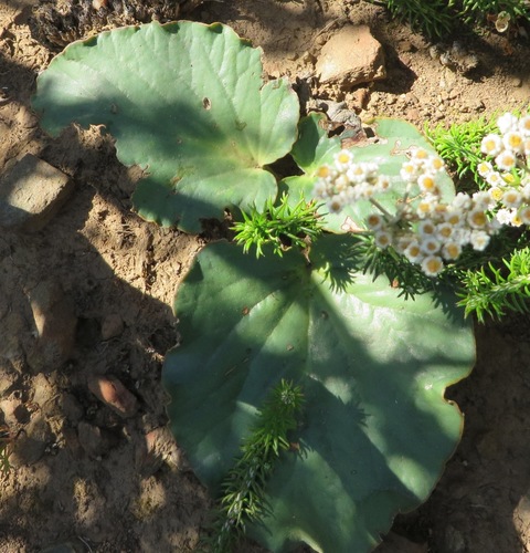 Image of Pelargonium asarifolium by (c) linkie, some rights reserved (CC BY)