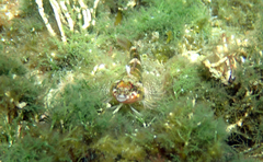 Enneapterygius etheostoma