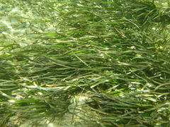 Posidonia
