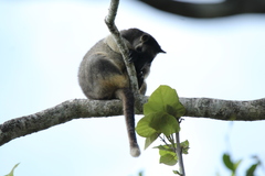 Dendrolagus lumholtzi