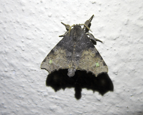 Olceclostera reperta