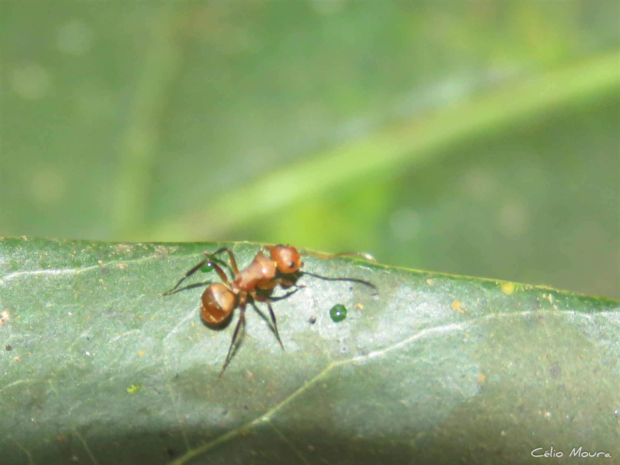 Camponotus latangulus Roger, 1863