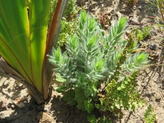 Xiphotheca lanceolata