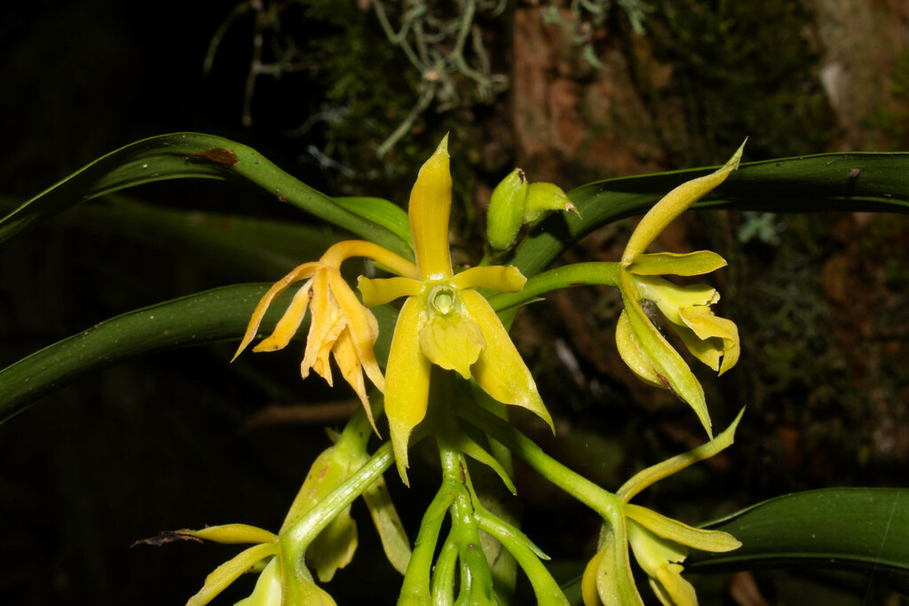Epidendrum megaloclinium Hágsater & Dodson 3