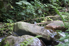 Enicurus schistaceus