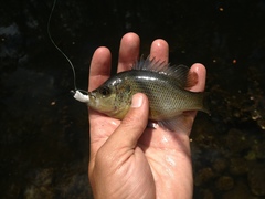 Lepomis punctatus