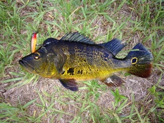 Cichla ocellaris