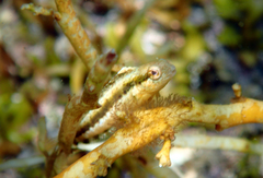 Petroscirtes breviceps