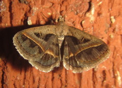 Acantholipes trimeni