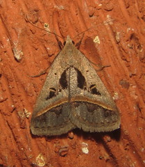 Acantholipes trimeni