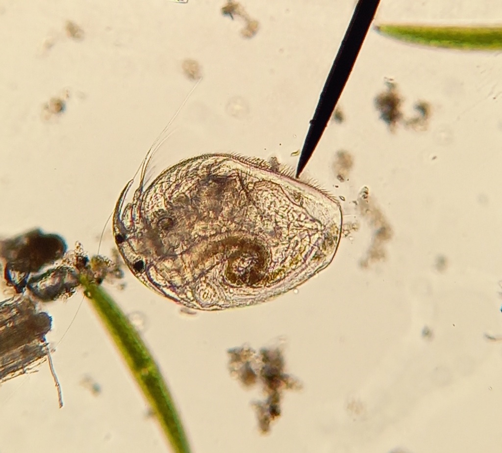 Chydoridae from Escola Secundária José Gomes Ferreira on March 21, 2023