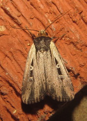 Ochropleura leucogaster