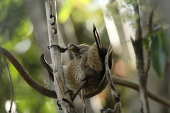 Ptiloris paradiseus
