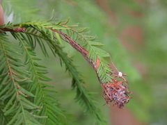 Taxodiomyia cupressiananassa image