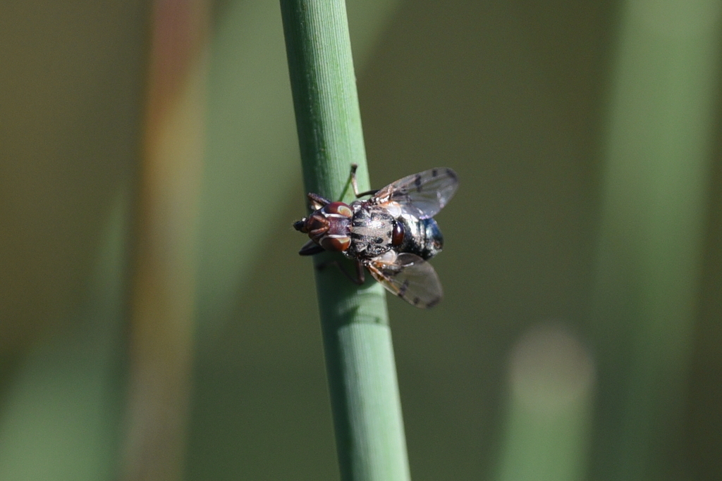 Lamprogaster hilaris
